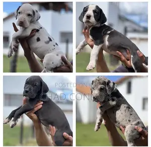 1-3 months Male Purebred Great Dane
