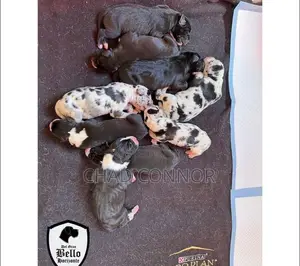 1-3 months Male Purebred Great Dane