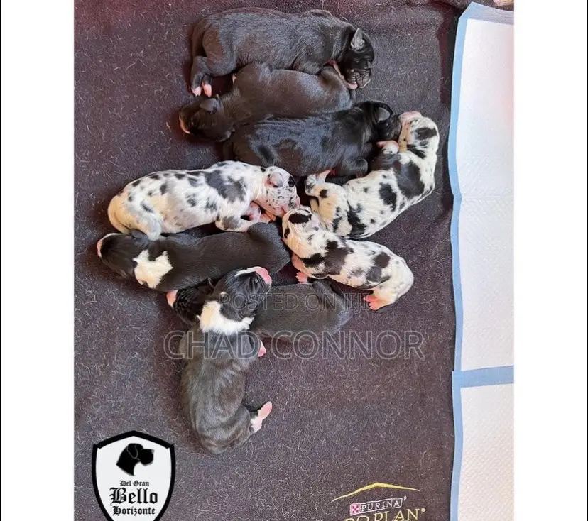 1-3 months Male Purebred Great Dane