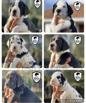 1-3 months Male Purebred Great Dane