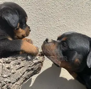 1-3 months Male Purebred Rottweiler