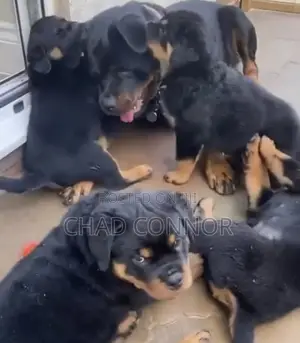 1-3 months Female Purebred Rottweiler