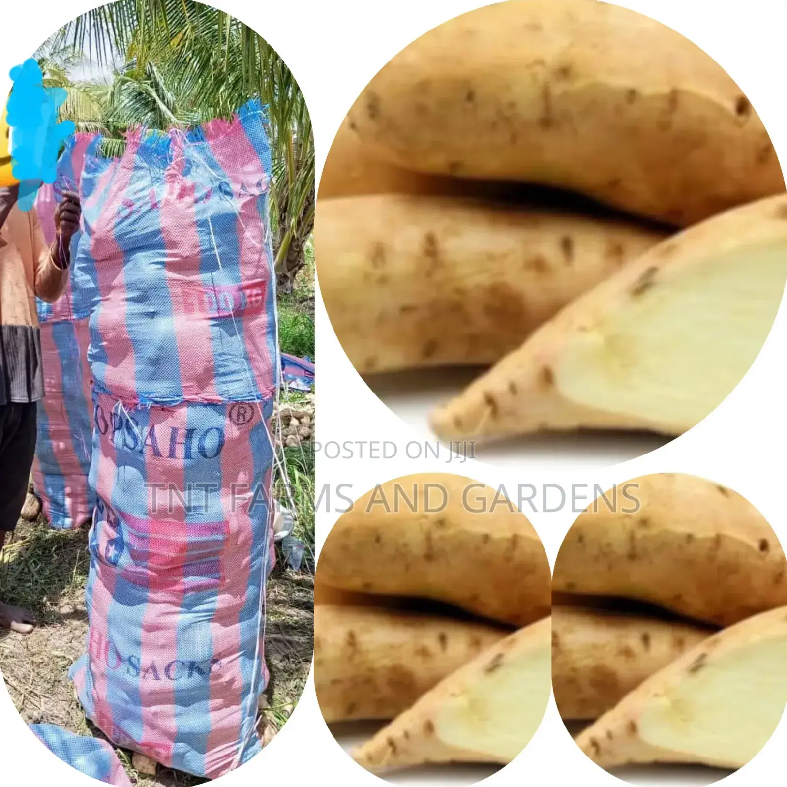 White Fleshed Sweet Potato