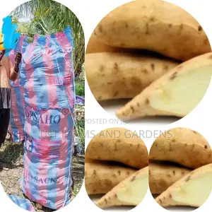 White Fleshed Sweet Potato