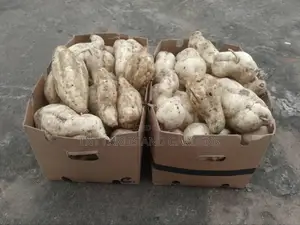 White Fleshed Sweet Potato