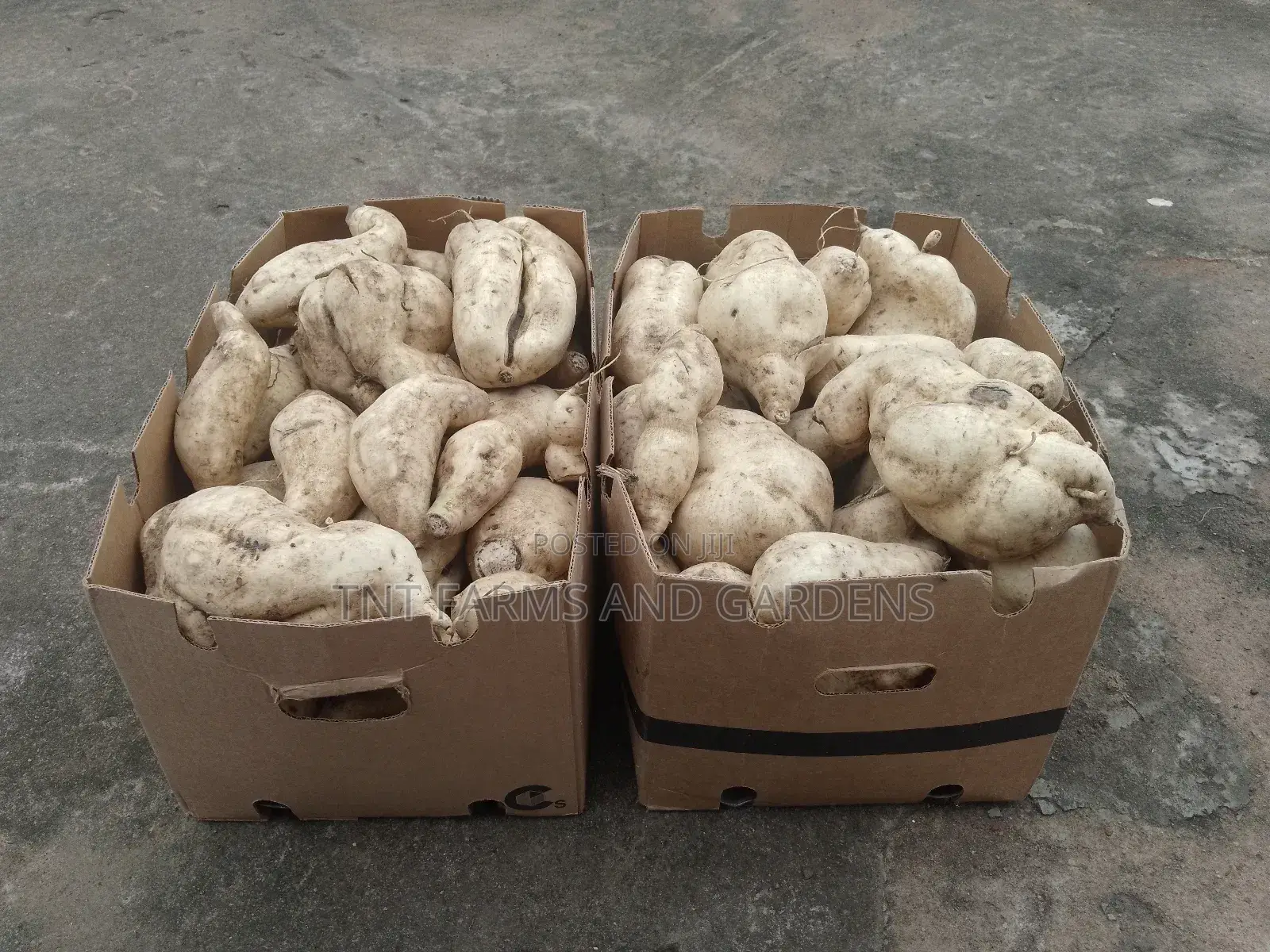 White Fleshed Sweet Potato