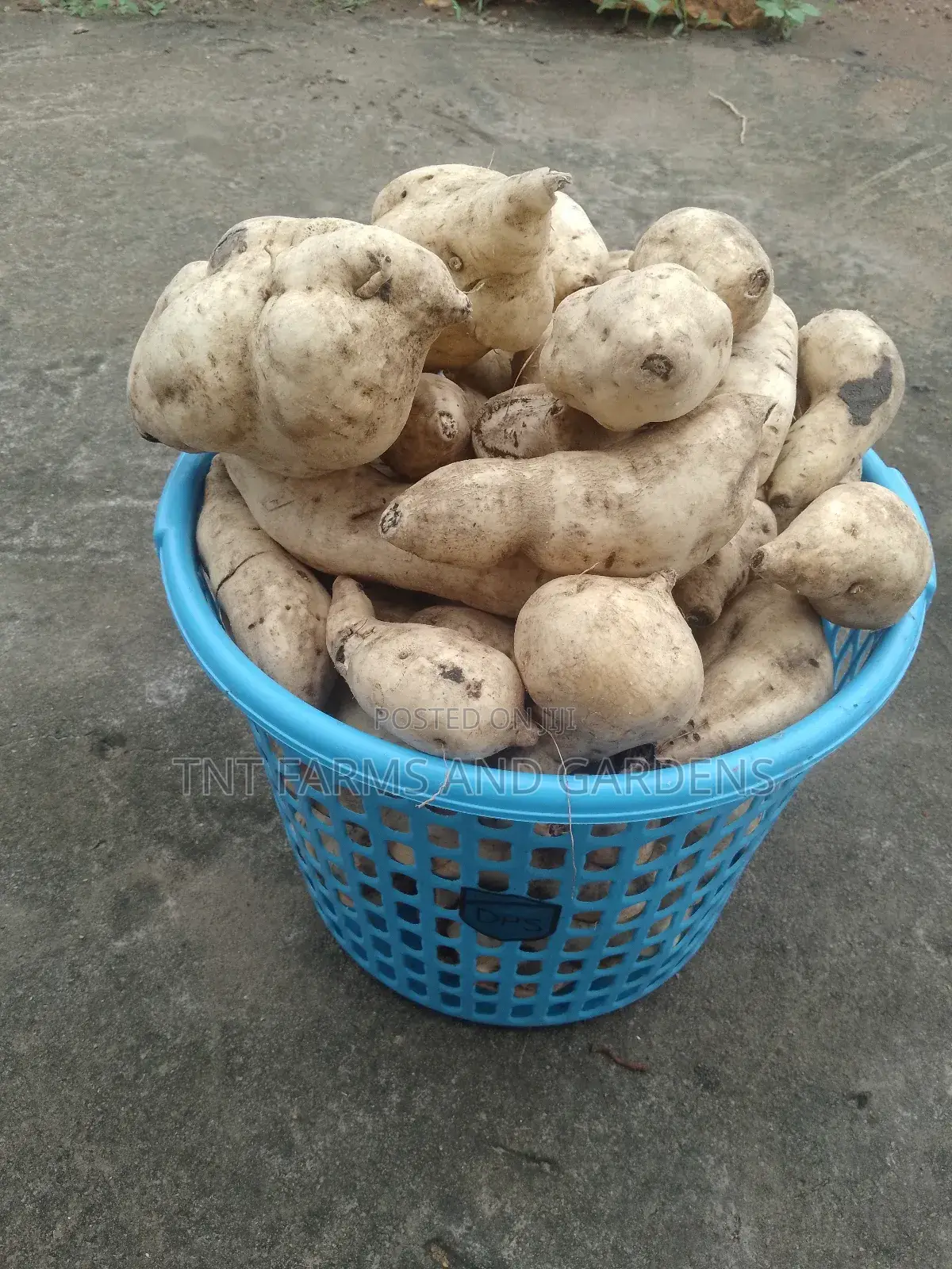 White Fleshed Sweet Potato