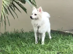3-6 months Male Purebred American Eskimo
