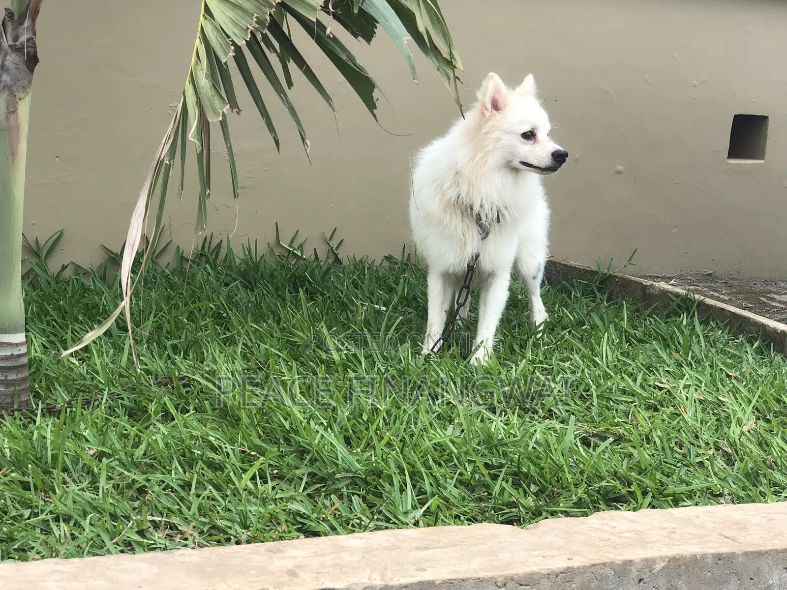 3-6 months Male Purebred American Eskimo