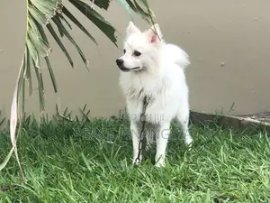 3-6 months Male Purebred American Eskimo
