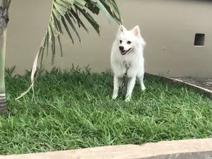 3-6 months Male Purebred American Eskimo