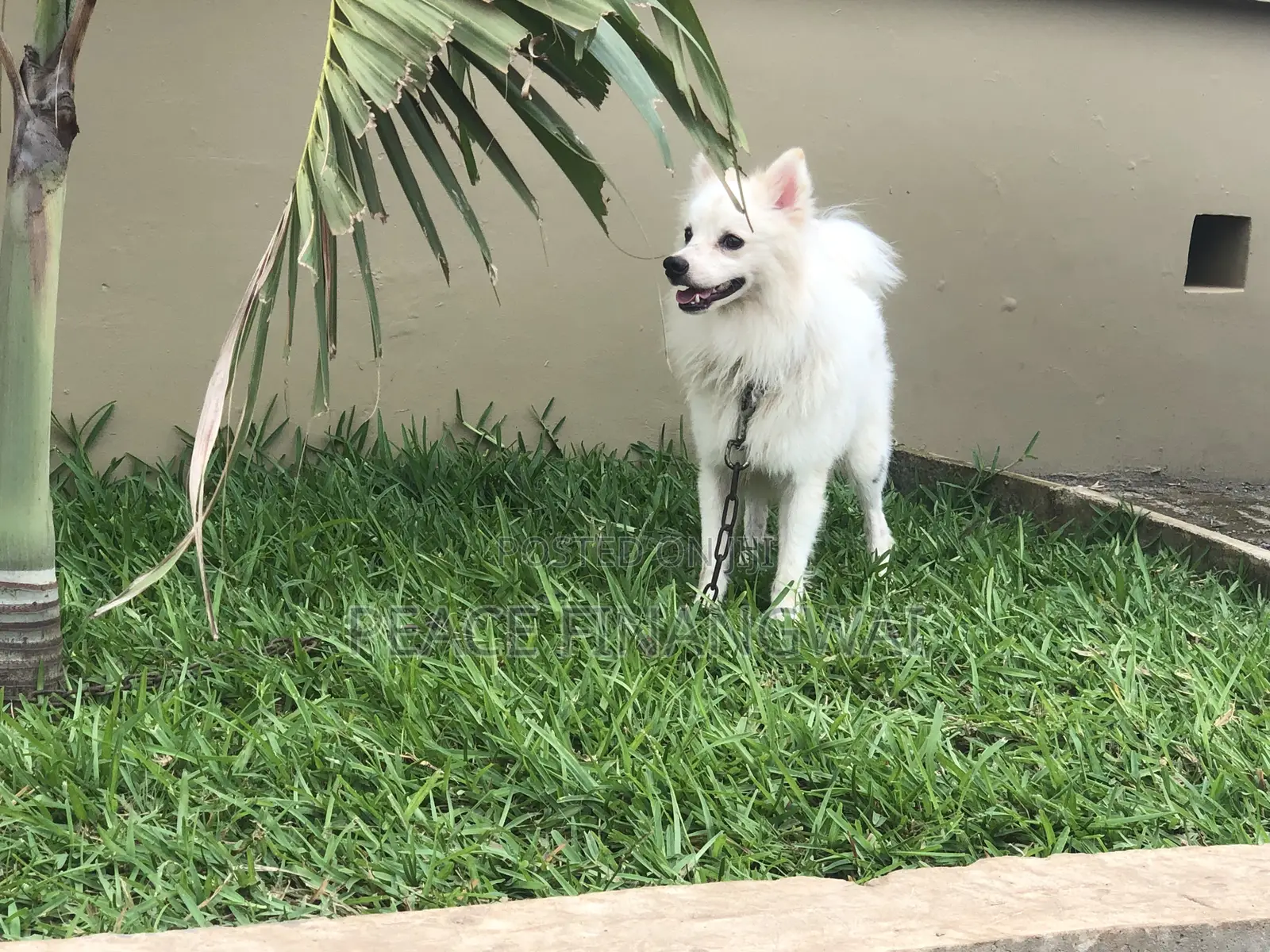 3-6 months Male Purebred American Eskimo