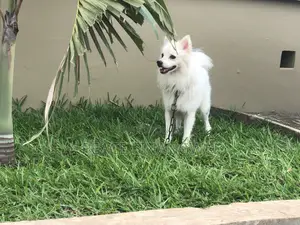 3-6 months Male Purebred American Eskimo