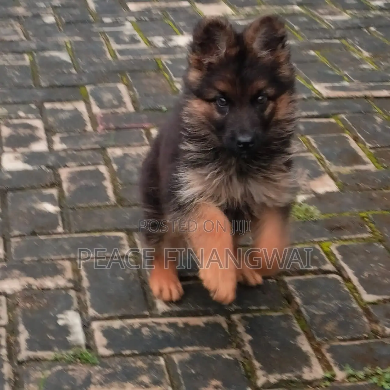 1-3 months Male Purebred German Shepherd