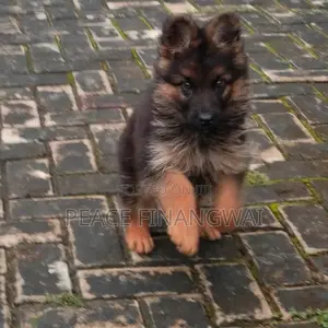 1-3 months Male Purebred German Shepherd