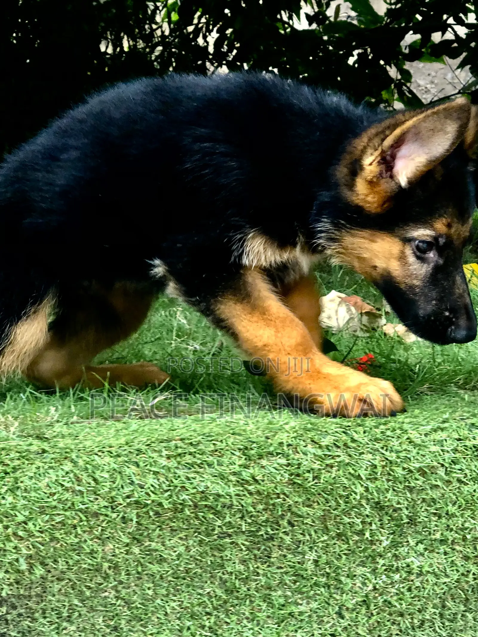 1-3 months Male Purebred German Shepherd