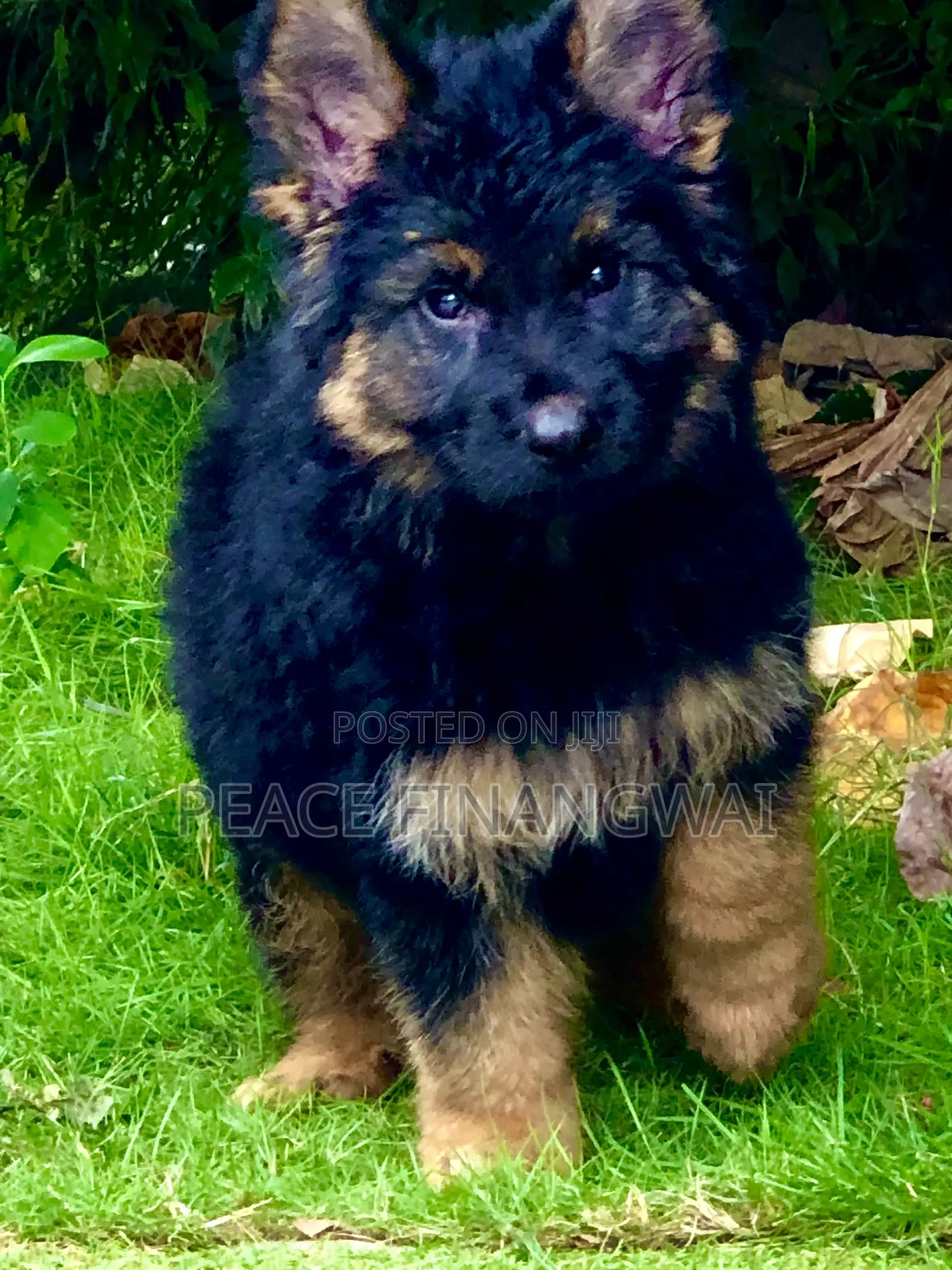 1-3 months Male Purebred German Shepherd