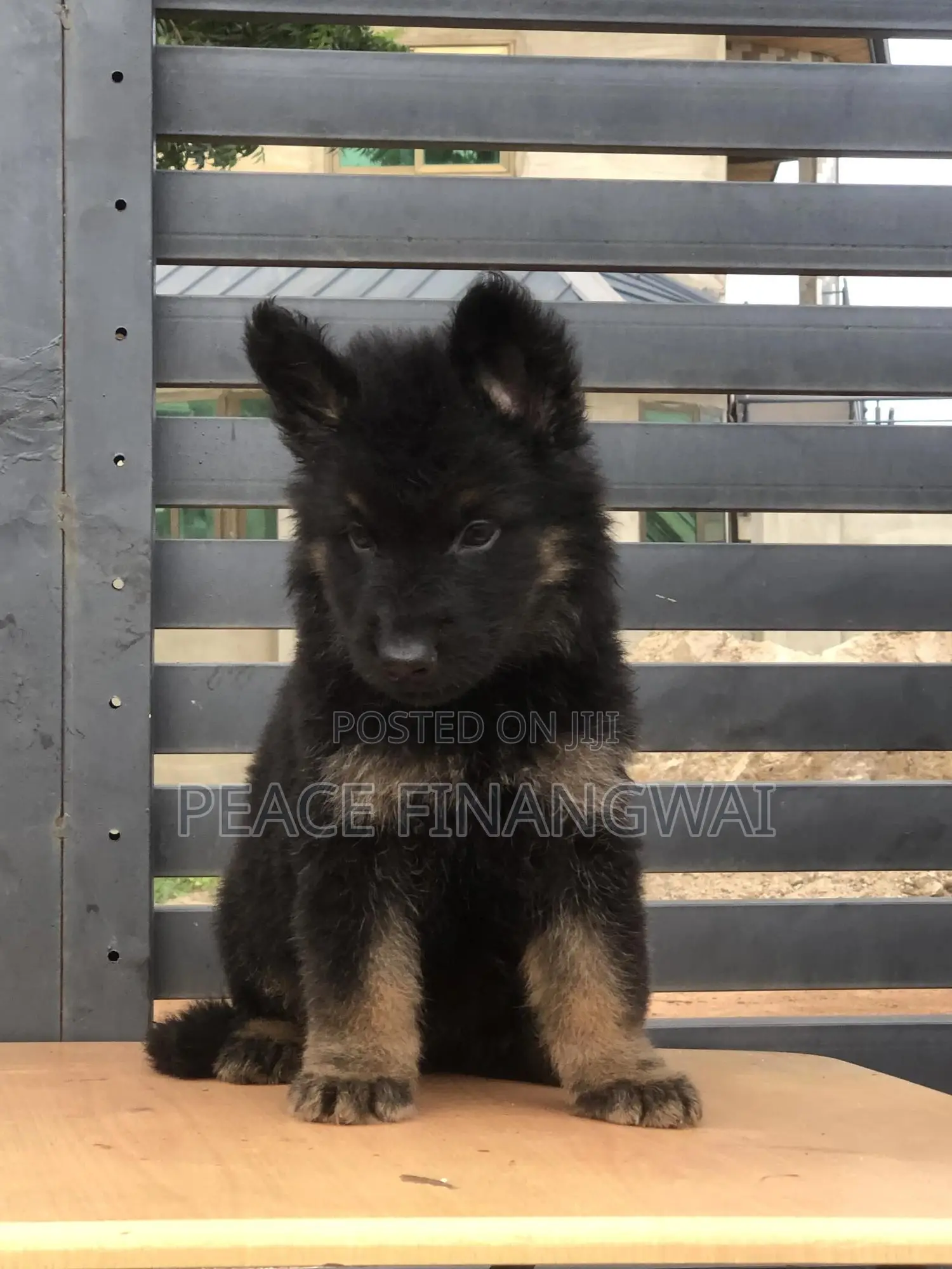 1-3 months Male Purebred German Shepherd
