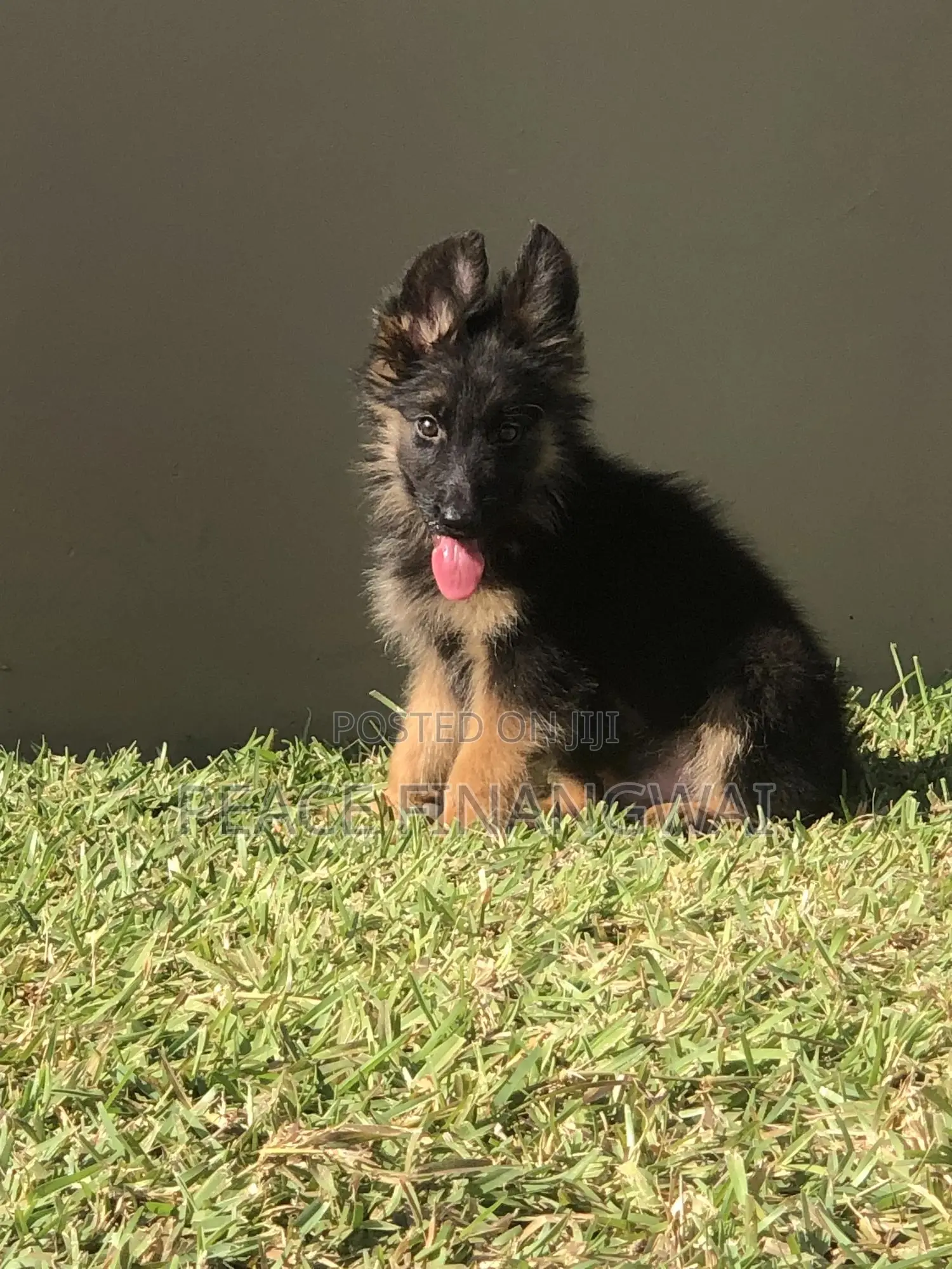 1-3 months Male Purebred German Shepherd