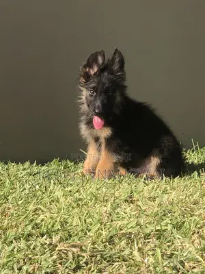 1-3 months Male Purebred German Shepherd