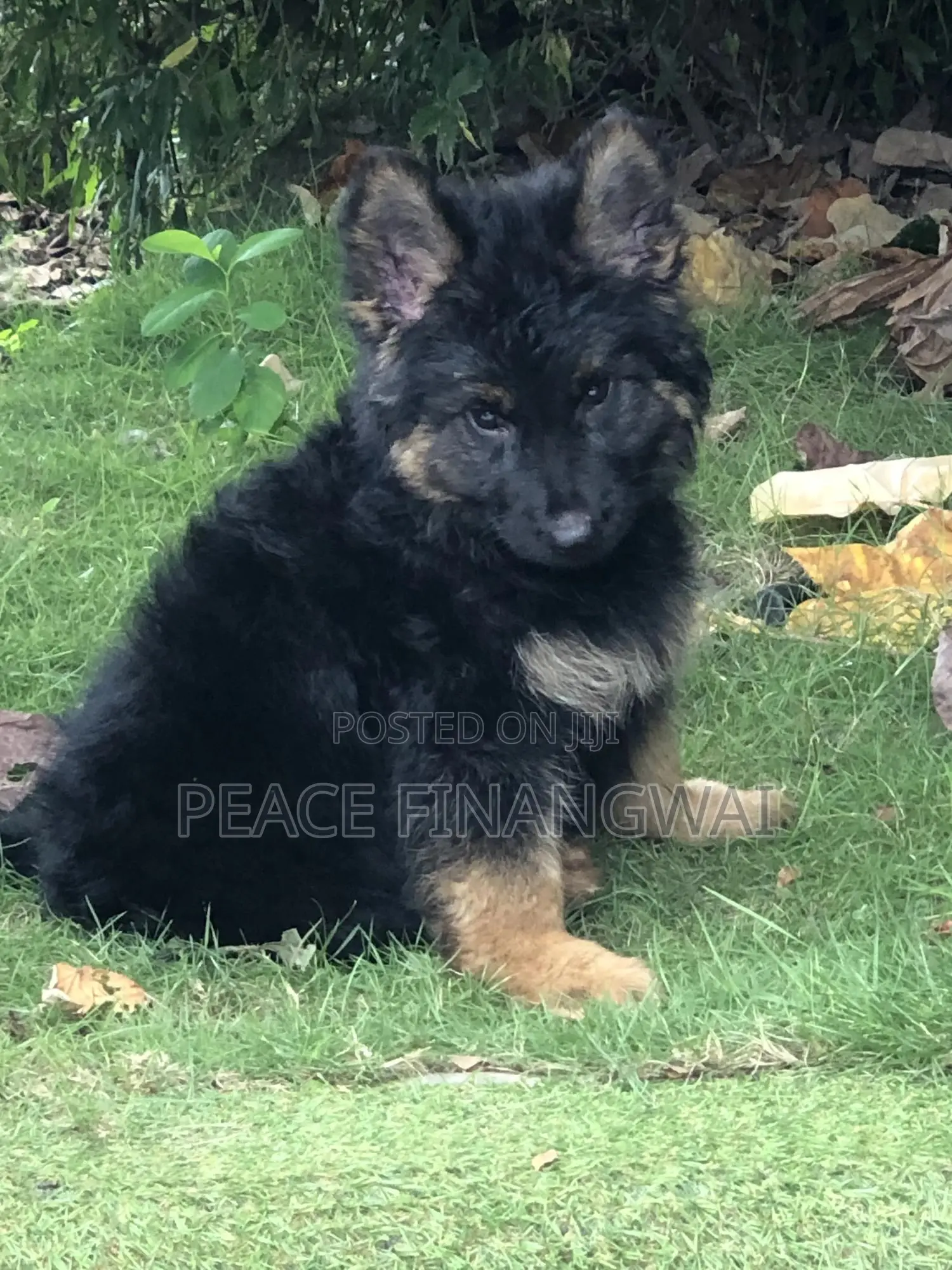 1-3 months Male Purebred German Shepherd