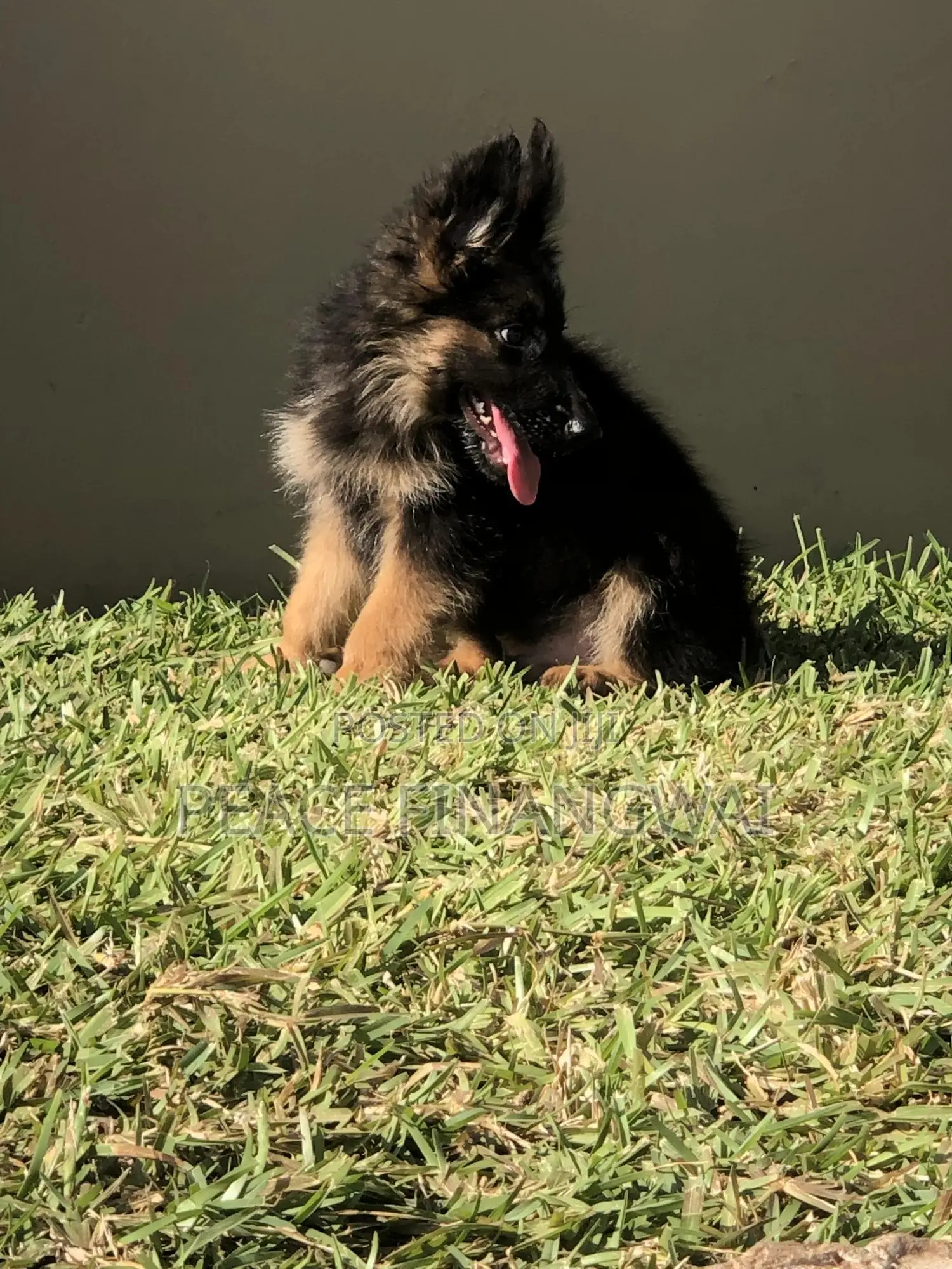 1-3 months Male Purebred German Shepherd