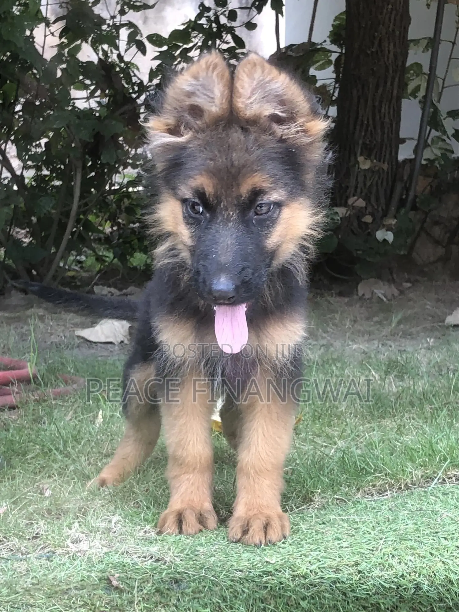 1-3 months Male Purebred German Shepherd