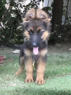 1-3 months Male Purebred German Shepherd