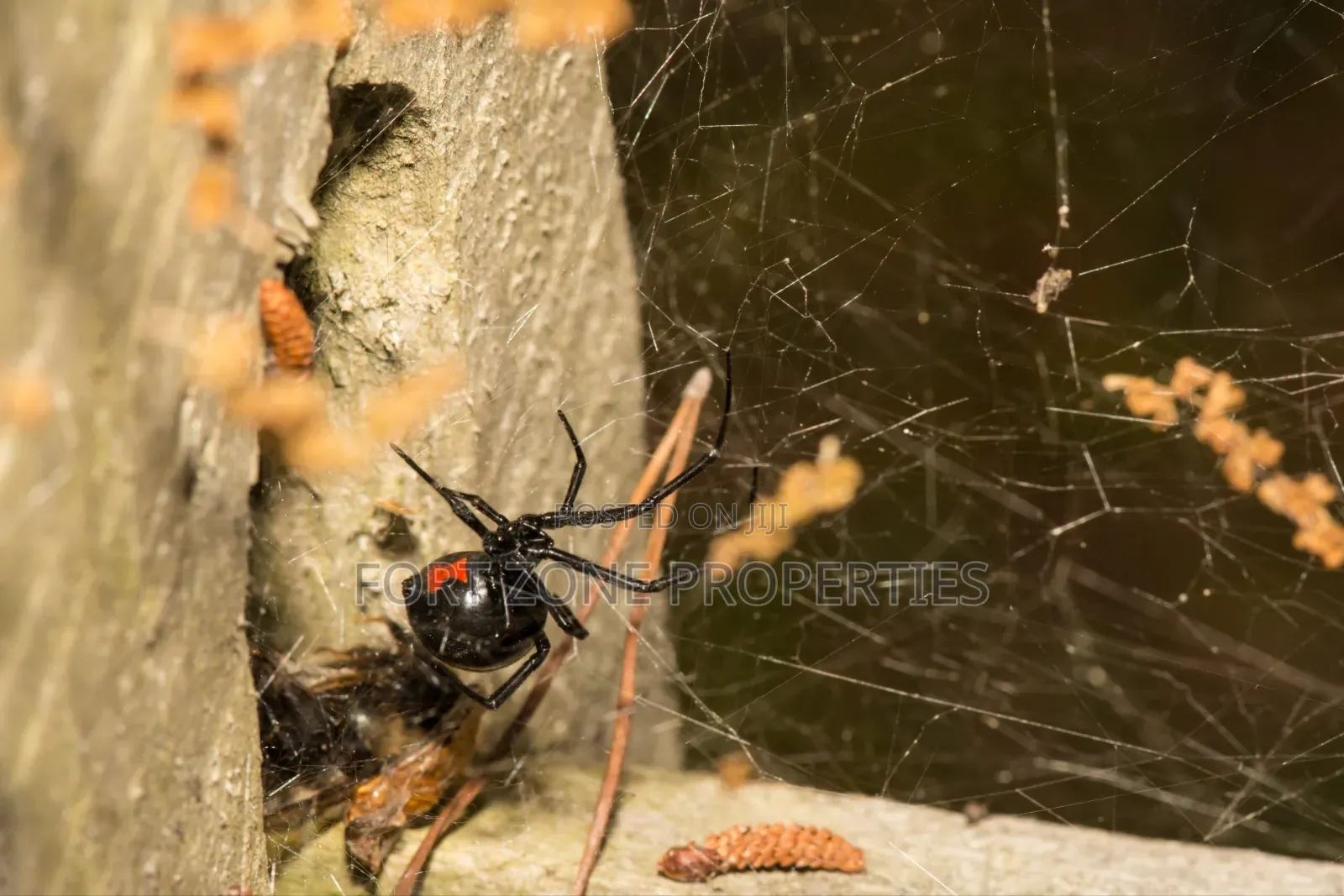 Be Saved From All Pest at Homes or Offices