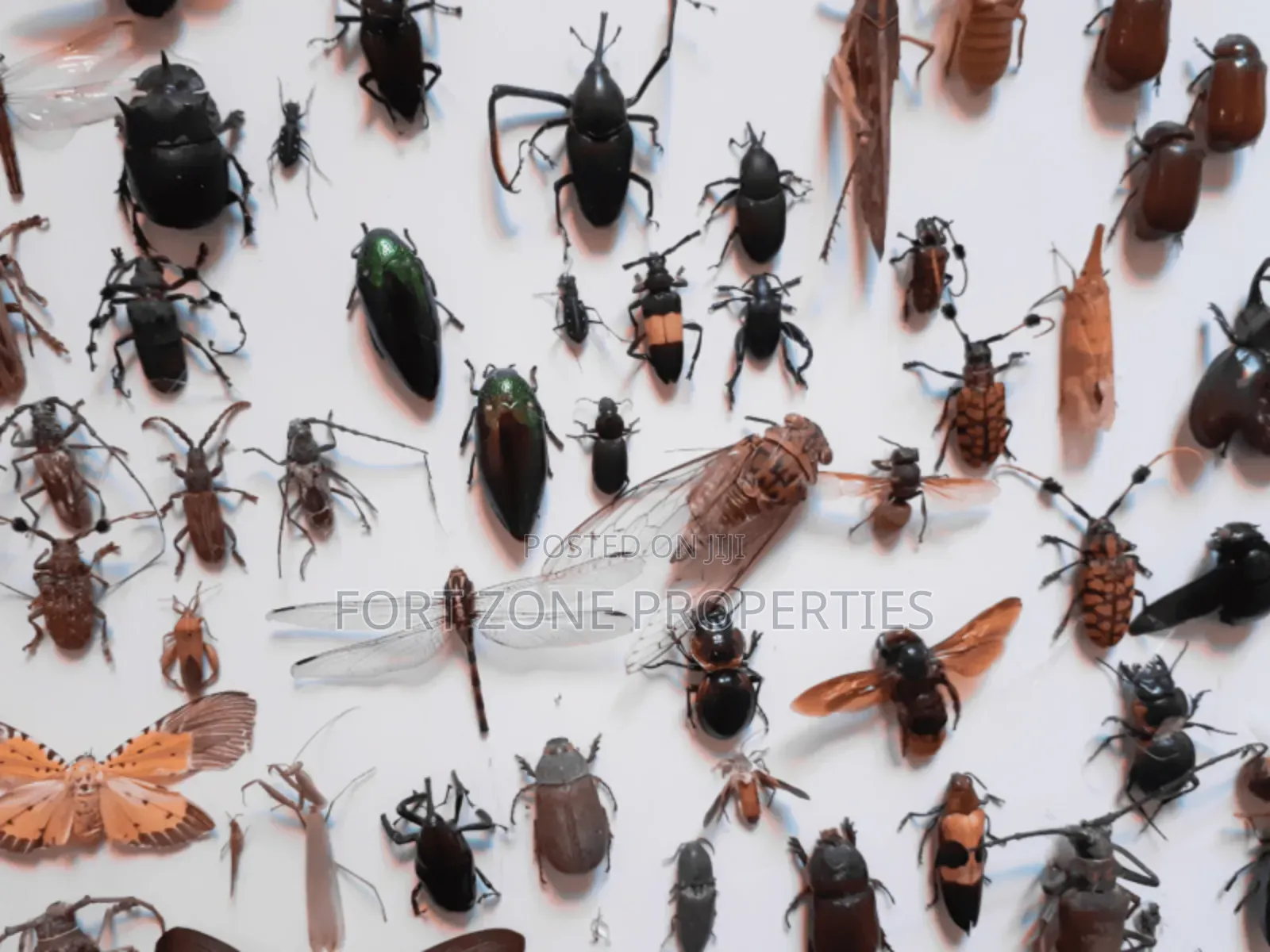 Pest Invasion