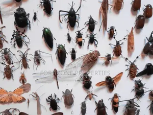 Pest Invasion