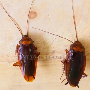 Pest Invasion