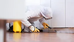 Insect Masters