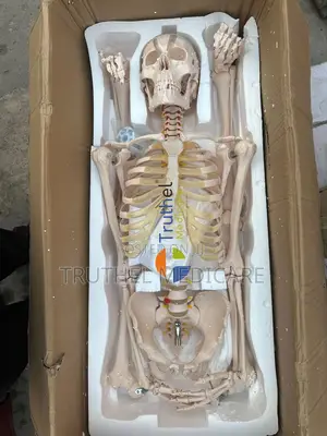 Full Human Skeletal System(180cm)