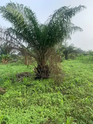 Gated 21 Plots of Land for Sale.