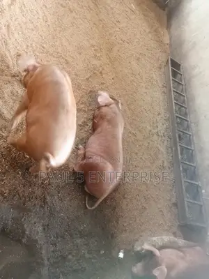 Foreign Breeds Pure Duroc Male and Female