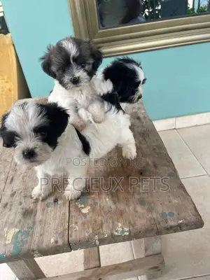 1-3 months Male Mixed Breed Maltipoo