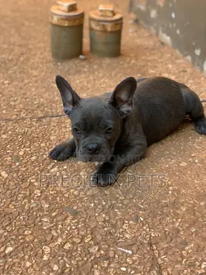 1-3 months Male Purebred French Bulldog