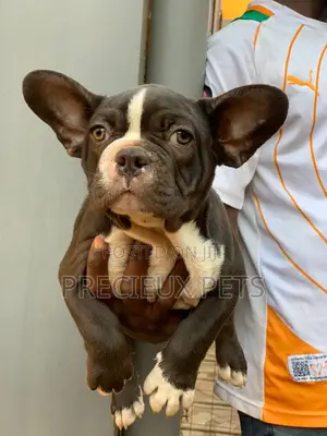 1-3 months Male Purebred French Bulldog