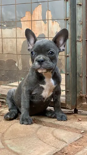 1-3 months Female Purebred French Bulldog