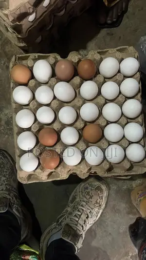 Chicken Eggs