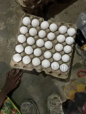 Fresh Organic Egg