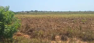 Jumbo Offers on Full Plots at Dahwenya