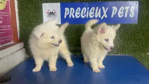 1-3 months Male Purebred American Eskimo