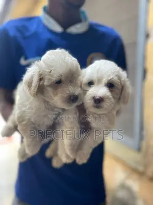 1-3 months Male Mixed Breed Maltipoo