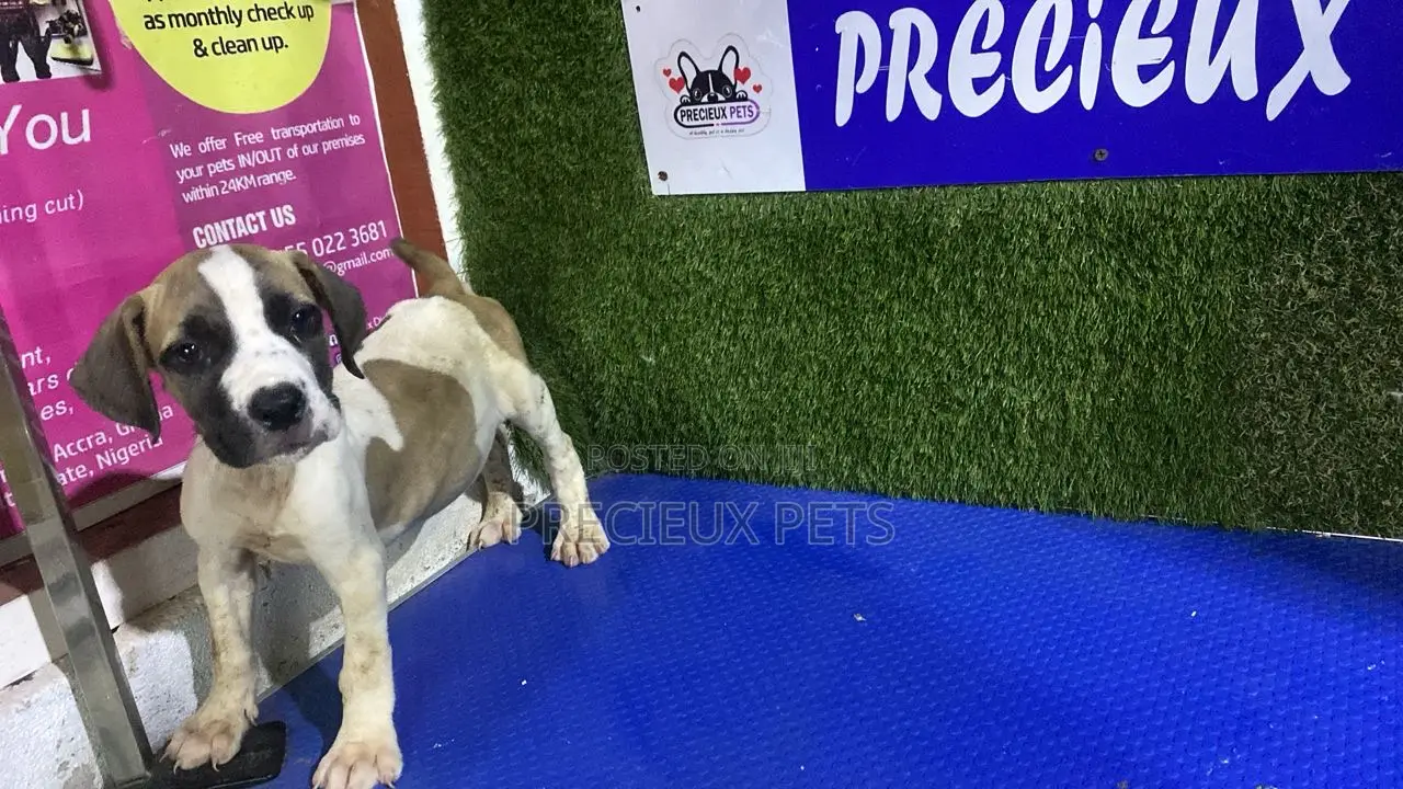1-3 months Female Purebred Boerboel