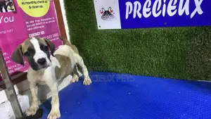1-3 months Female Purebred Boerboel