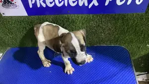 1-3 months Female Purebred Boerboel