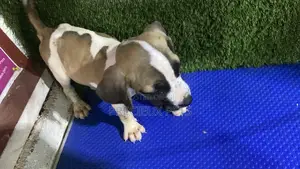 1-3 months Female Purebred Boerboel