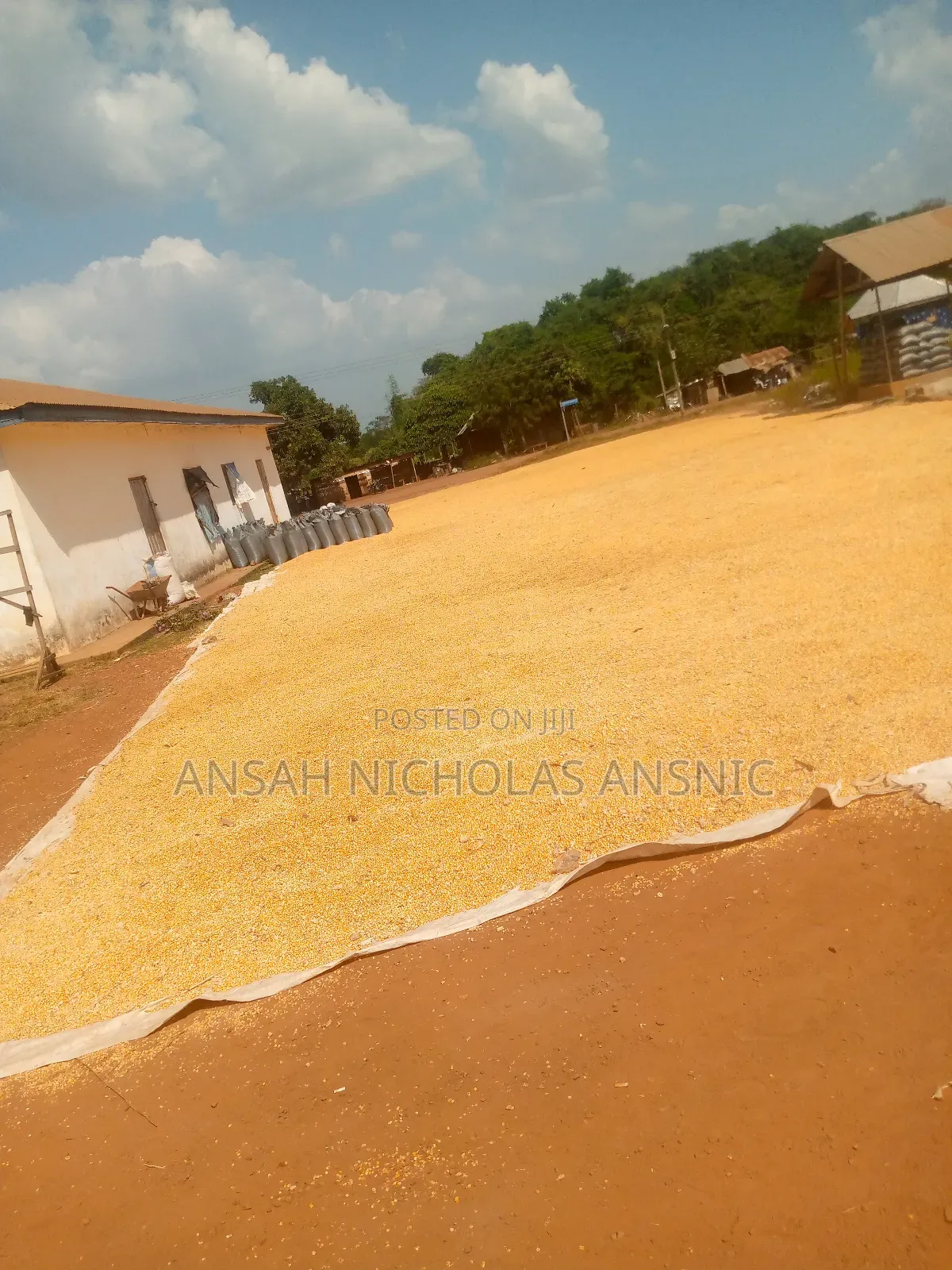 Both Yellow and White Maize Available in Large Quantities.